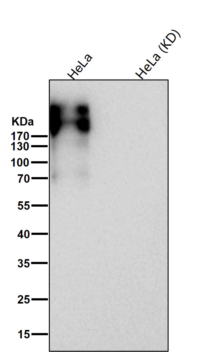 Fibronectin Ab