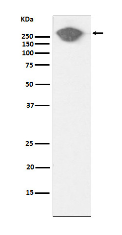 Fibronectin Ab