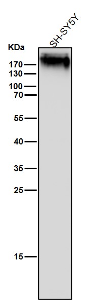 Fibronectin Ab