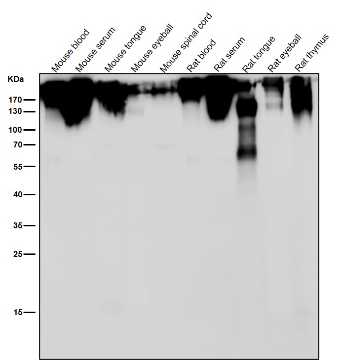 Fibronectin Ab