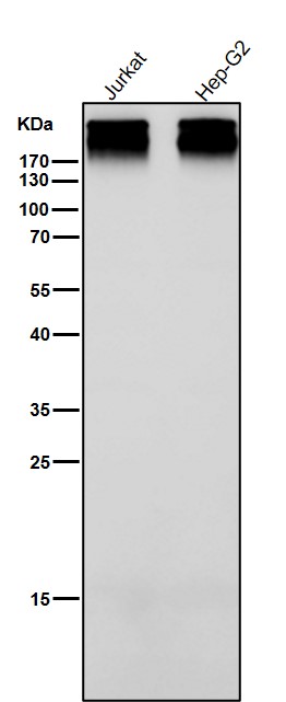 Fibronectin Ab