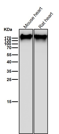 Fibronectin Ab