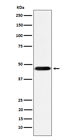 CD16 Ab