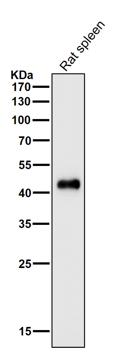 CD16 Ab