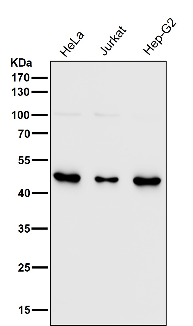 CD16 Ab