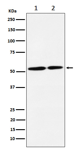 NRG3 Ab