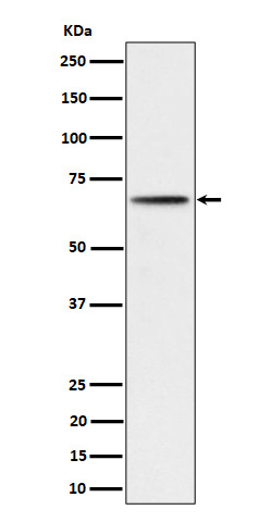 p-p70 S6 kinase beta 2 (S370) Ab