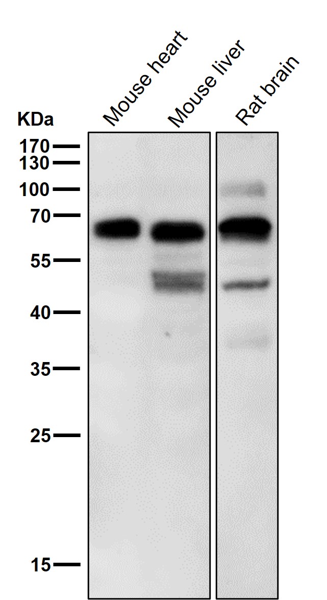 p-p70 S6 kinase beta 2 (S370) Ab