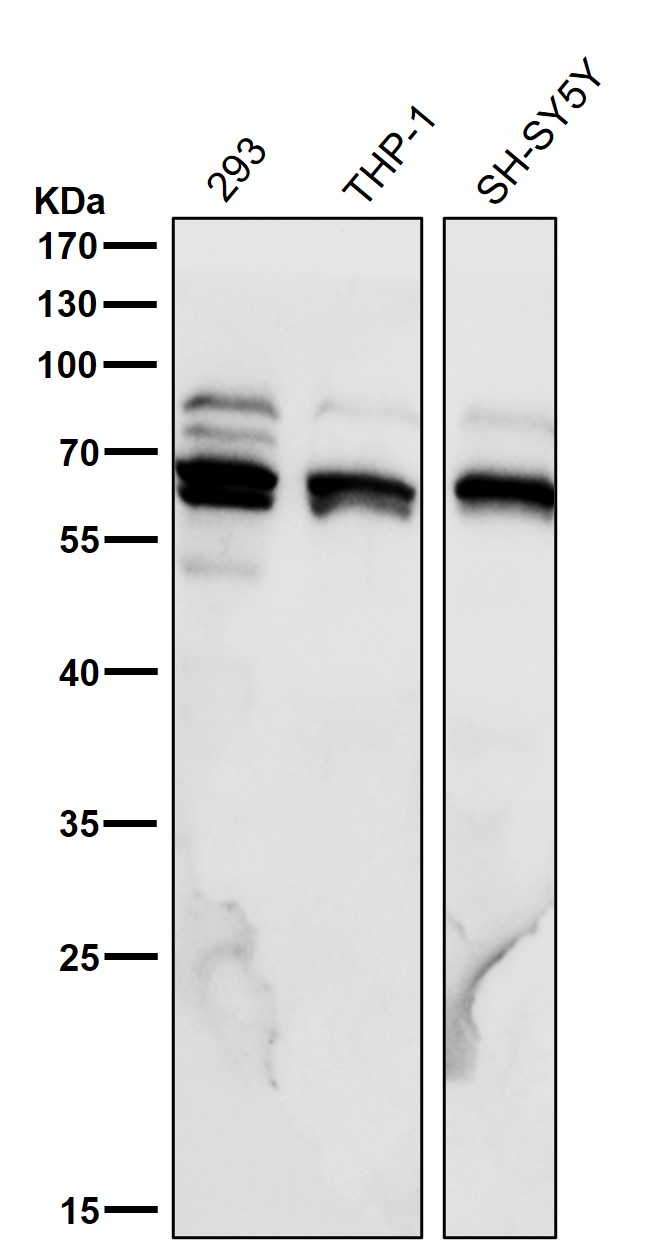 p-p70 S6 kinase beta 2 (S370) Ab