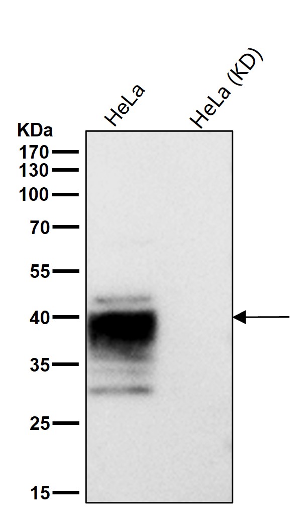 ATP1B3 Ab