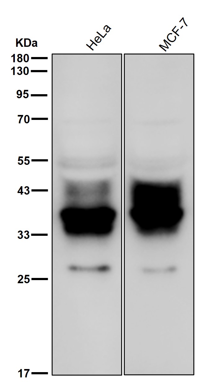 ATP1B3 Ab