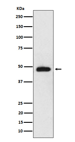 NeuroD2 Ab