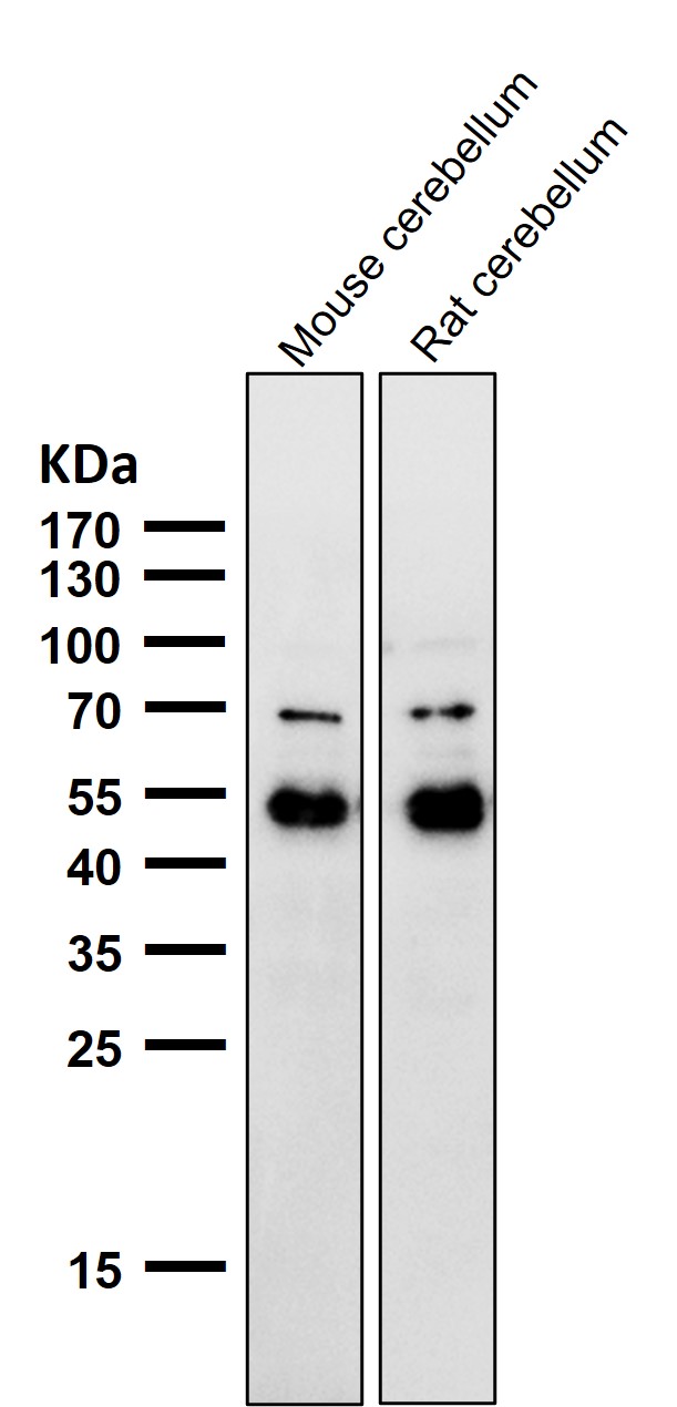 NeuroD2 Ab