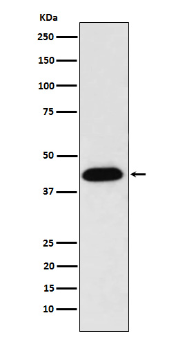 NUDC Ab