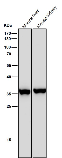 FBPase 1 Ab