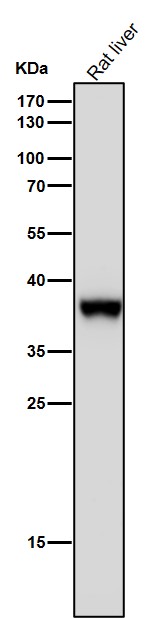 FBPase 1 Ab