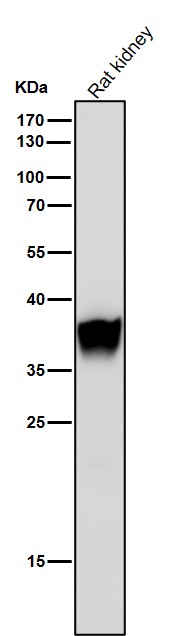 FBPase 1 Ab