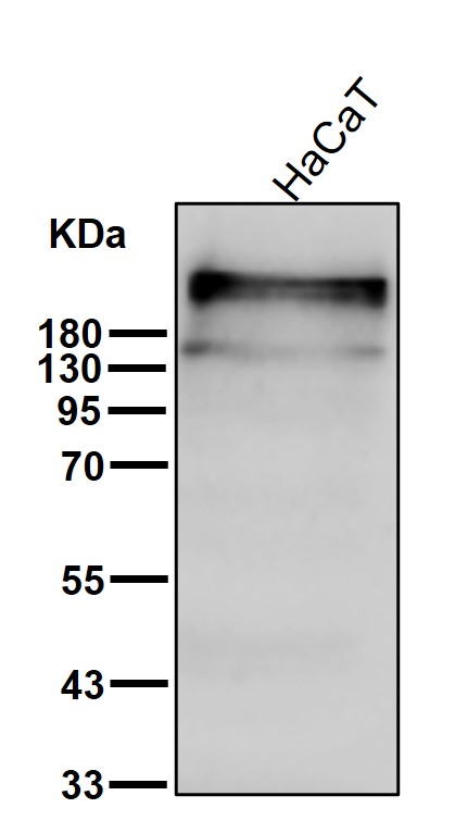 Desmoplakin Ab