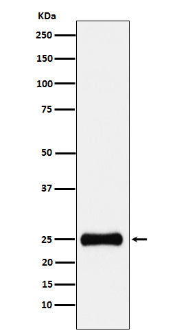 PSMA2 Ab