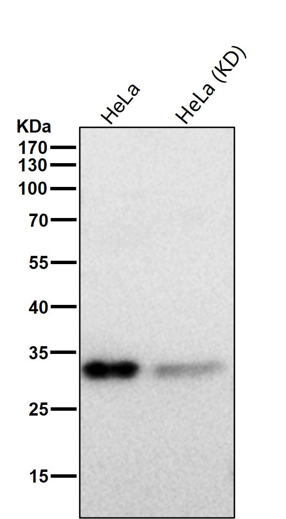 Bcl 2 L12 Ab