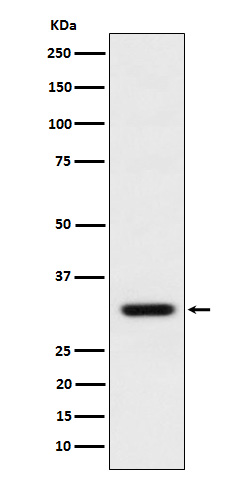 Bcl 2 L12 Ab