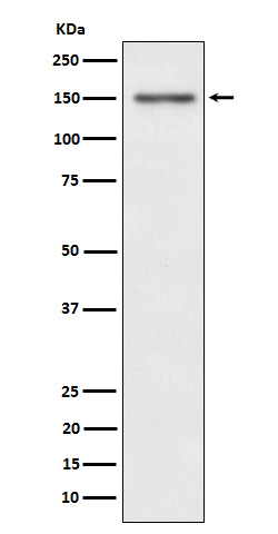 p-c Met (Y1349) Ab