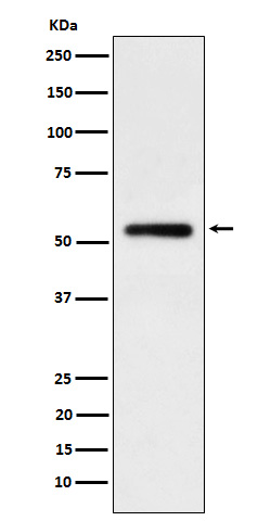 Human IgG1 Ab