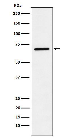 Leukotriene A 4 hydrolase Ab