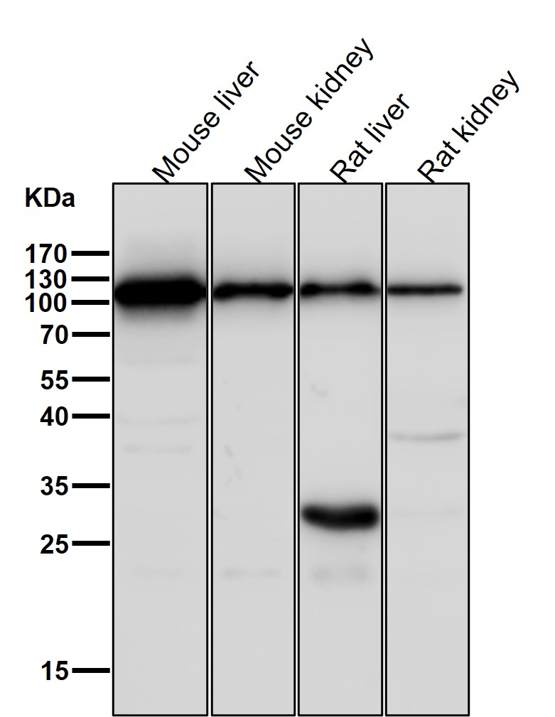 ERAP1 Ab