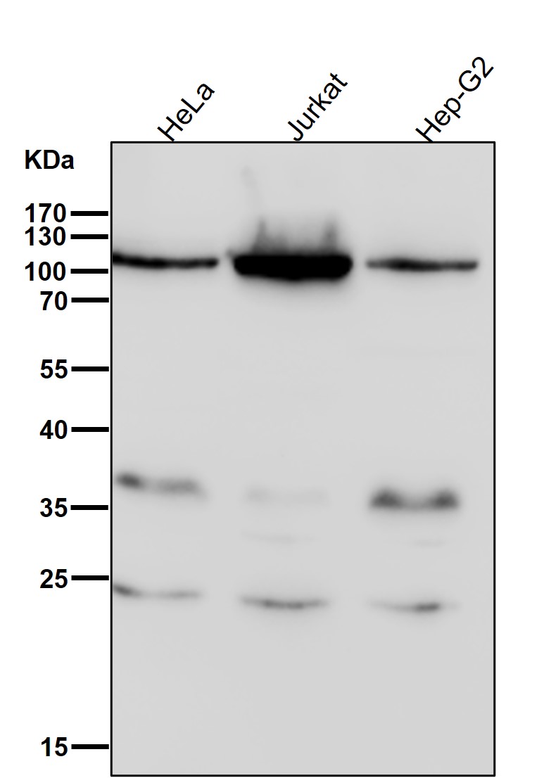 ERAP1 Ab