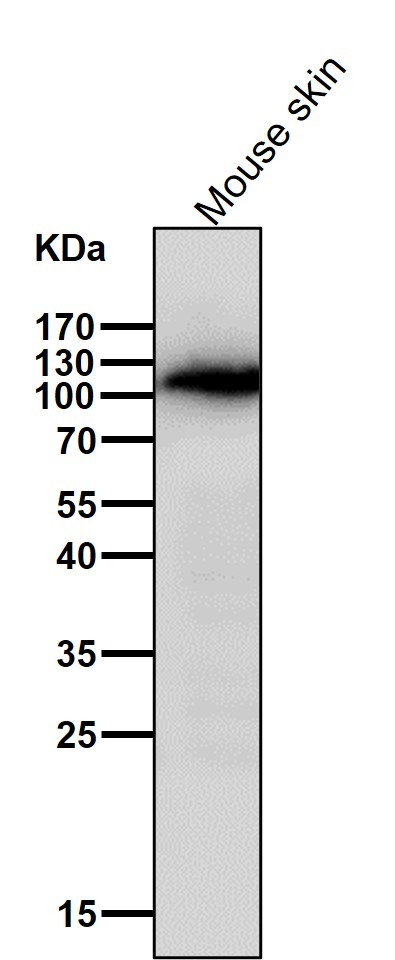 ERAP1 Ab