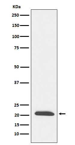 Dynactin 3 Ab