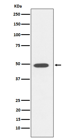 DP1 Ab