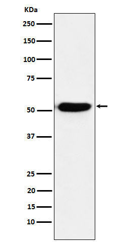 IRF4 Ab