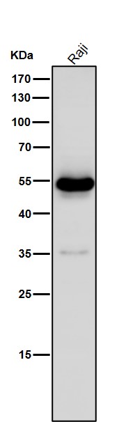 IRF4 Ab