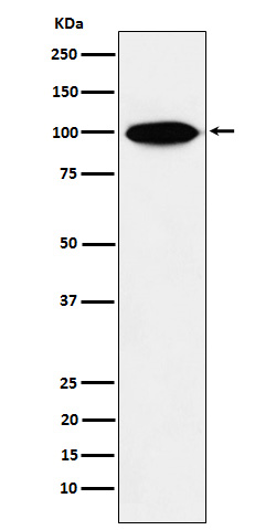 Kinesin associated protein 3 Ab