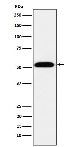 TEAD1 Ab