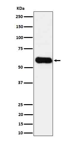 ICOS ligand Ab