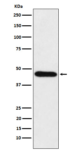 CDC123 Ab