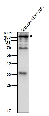 Myosin heavy chain 2 Ab