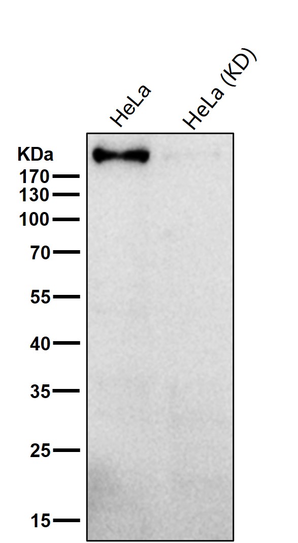 ARHGAP5 Ab