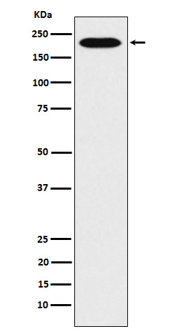 ARHGAP5 Ab