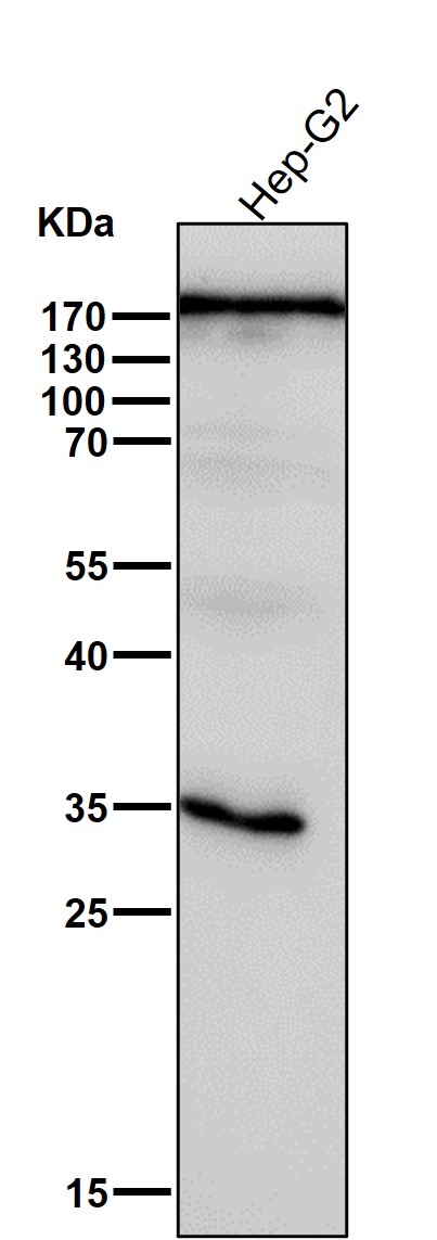 ARHGAP5 Ab