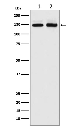 PI3 kinase p150 Ab