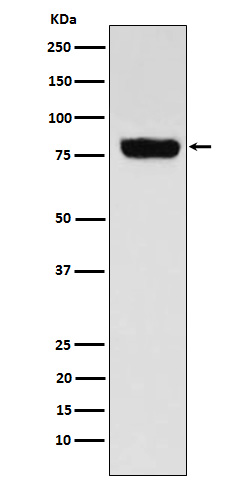 SLC22A3 Ab