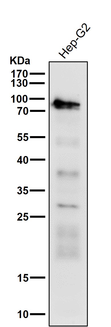 SLC22A3 Ab