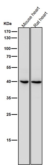 IL 11 receptor alpha Ab