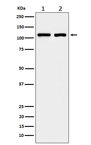 eIF3B Ab