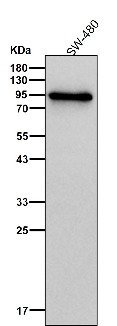 p-beta Catenin (T41/S45) Ab