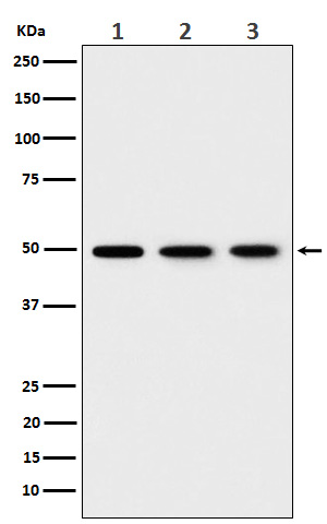 eEF1B gamma Ab